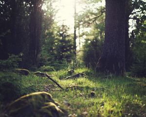 Preview wallpaper grass, landscape, nature, trees, forest