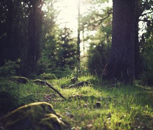 Preview wallpaper grass, landscape, nature, trees, forest