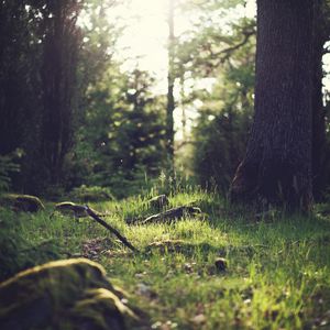 Preview wallpaper grass, landscape, nature, trees, forest