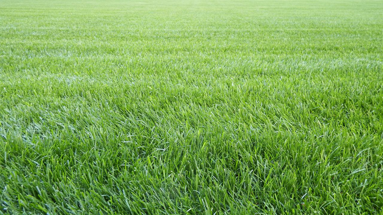 Wallpaper grass, lawn, field, greenery