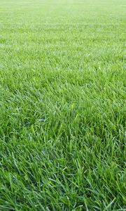 Preview wallpaper grass, lawn, field, greenery