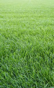 Preview wallpaper grass, lawn, field, greenery