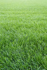 Preview wallpaper grass, lawn, field, greenery