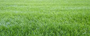 Preview wallpaper grass, lawn, field, greenery