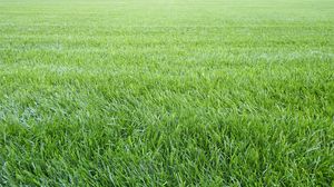 Preview wallpaper grass, lawn, field, greenery