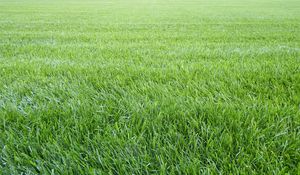 Preview wallpaper grass, lawn, field, greenery