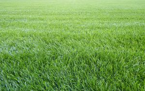 Preview wallpaper grass, lawn, field, greenery
