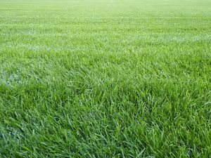 Preview wallpaper grass, lawn, field, greenery