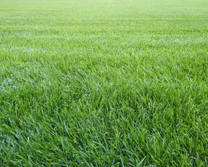 Preview wallpaper grass, lawn, field, greenery