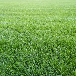 Preview wallpaper grass, lawn, field, greenery