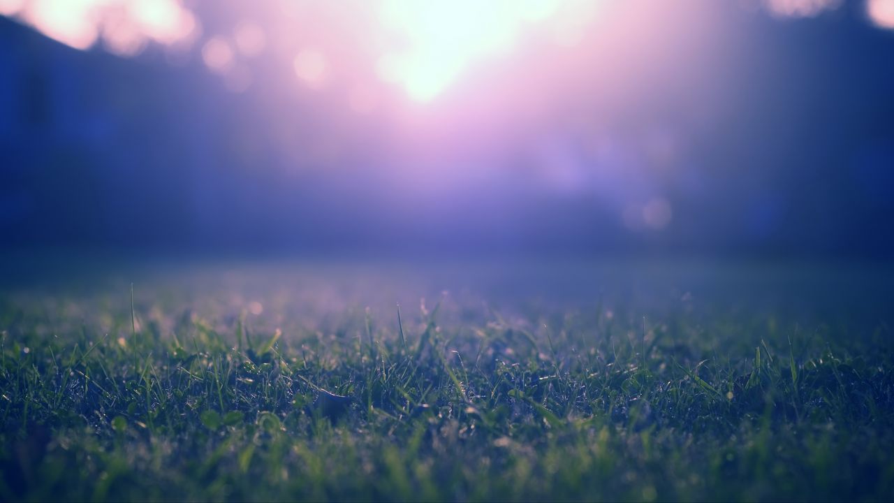 Wallpaper grass, lawn, fog, blur, nature