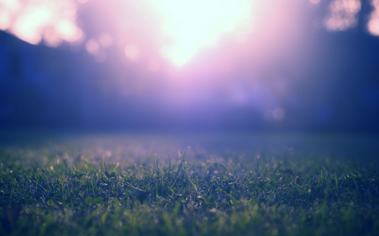 1280x800 Wallpaper grass, lawn, fog, blur, nature