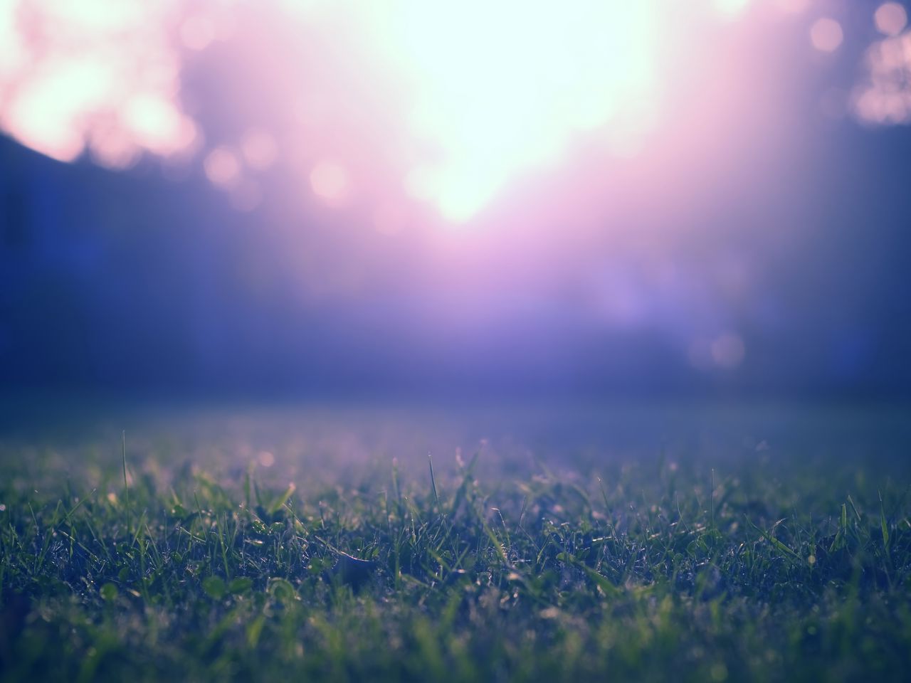 1280x960 Wallpaper grass, lawn, fog, blur, nature