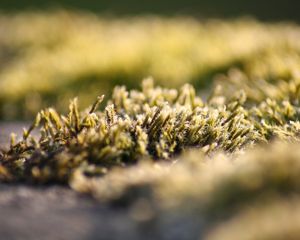 Preview wallpaper grass, lawn, frost, hoarfrost, cold