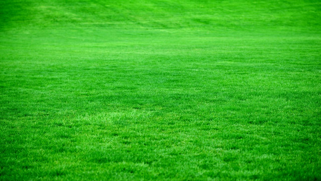 Wallpaper grass, lawn, green, bright