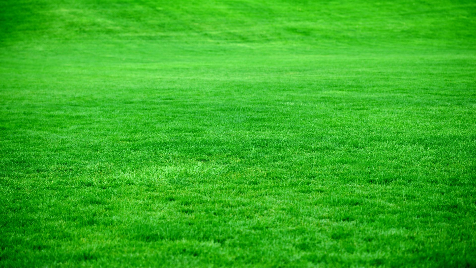 Download wallpaper 1920x1080 grass, lawn, green, bright full hd, hdtv, fhd,  1080p hd background