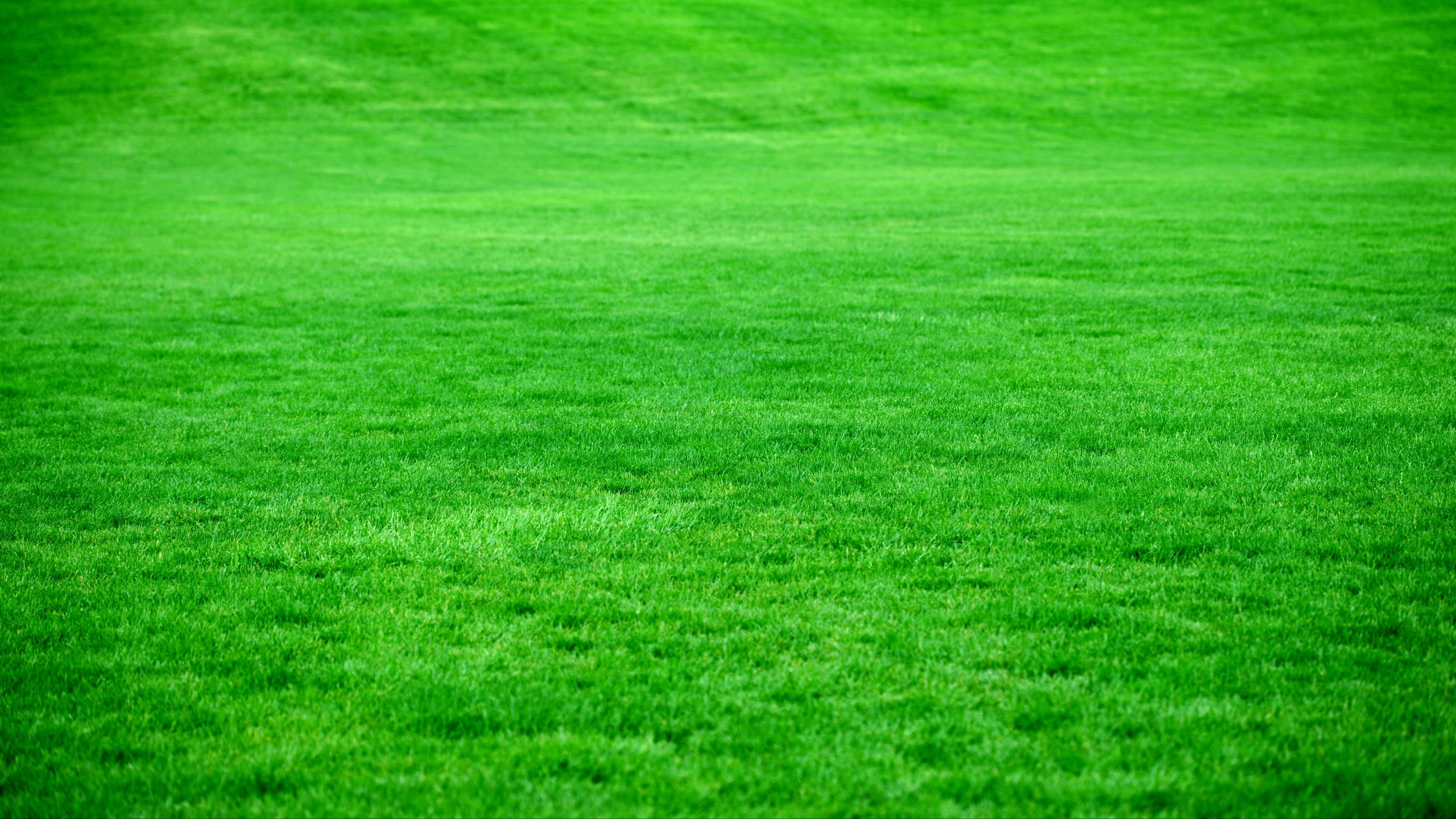 Hình nền lúa mạch, cỏ xanh sáng - một diện mạo tuyệt đẹp tỏa sáng trên màn hình của bạn. Hãy cùng thưởng thức những khung cảnh đại ngàn, thoả sức khám phá hàng ngàn bức ảnh được chất lượng thượng hạng và sáng tạo độc đáo.