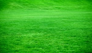 Preview wallpaper grass, lawn, green, bright