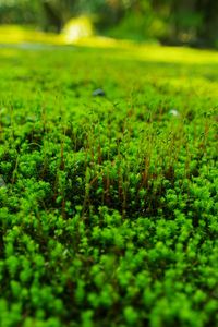 Preview wallpaper grass, lawn, green