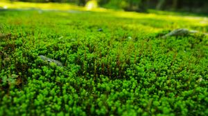 Preview wallpaper grass, lawn, green