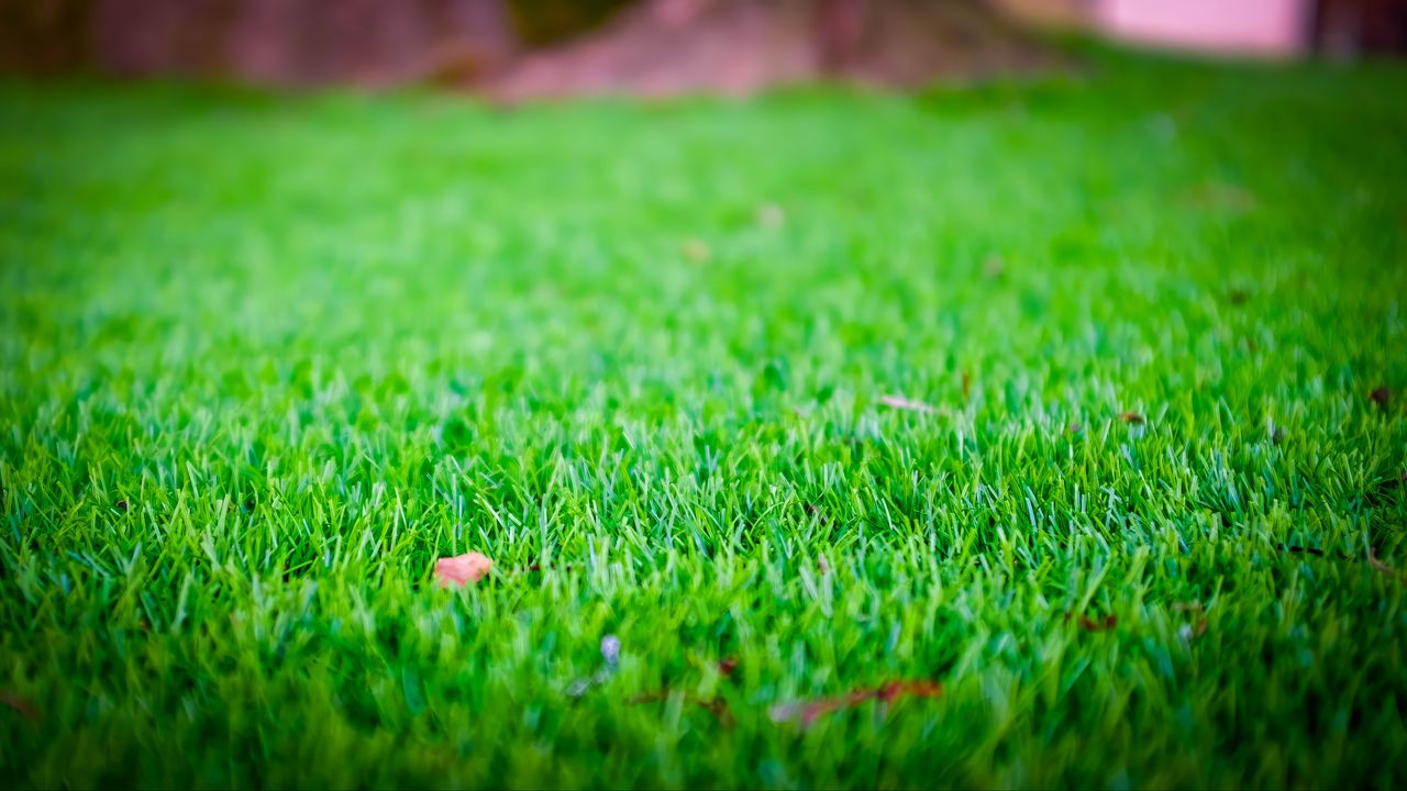 Wallpaper grass, lawn, leaf, dry, green