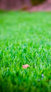 Preview wallpaper grass, lawn, leaf, dry, green