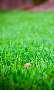 Preview wallpaper grass, lawn, leaf, dry, green