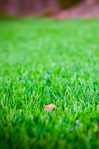 Preview wallpaper grass, lawn, leaf, dry, green