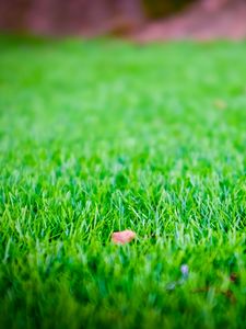 Preview wallpaper grass, lawn, leaf, dry, green