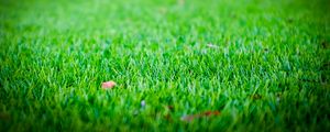 Preview wallpaper grass, lawn, leaf, dry, green