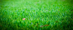 Preview wallpaper grass, lawn, leaf, dry, green