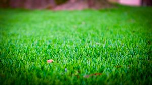 Preview wallpaper grass, lawn, leaf, dry, green