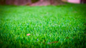 Preview wallpaper grass, lawn, leaf, dry, green