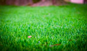 Preview wallpaper grass, lawn, leaf, dry, green