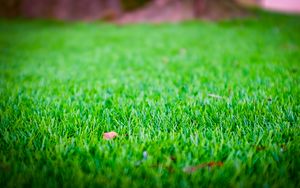 Preview wallpaper grass, lawn, leaf, dry, green