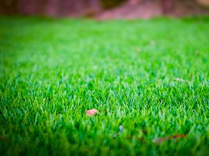 Preview wallpaper grass, lawn, leaf, dry, green