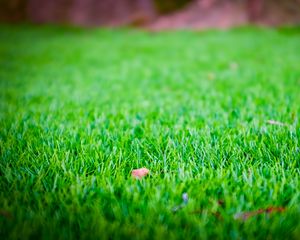 Preview wallpaper grass, lawn, leaf, dry, green