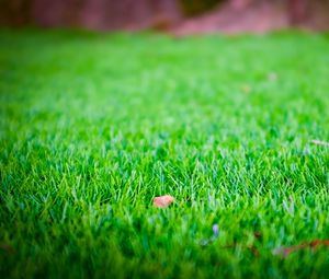 Preview wallpaper grass, lawn, leaf, dry, green