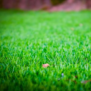 Preview wallpaper grass, lawn, leaf, dry, green