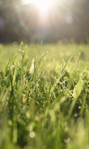 Preview wallpaper grass, lawn, light, blur