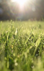 Preview wallpaper grass, lawn, light, blur