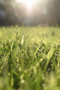 Preview wallpaper grass, lawn, light, blur