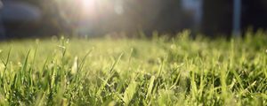 Preview wallpaper grass, lawn, light, blur