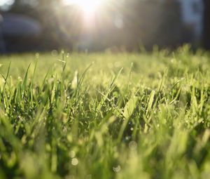 Preview wallpaper grass, lawn, light, blur