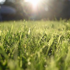 Preview wallpaper grass, lawn, light, blur