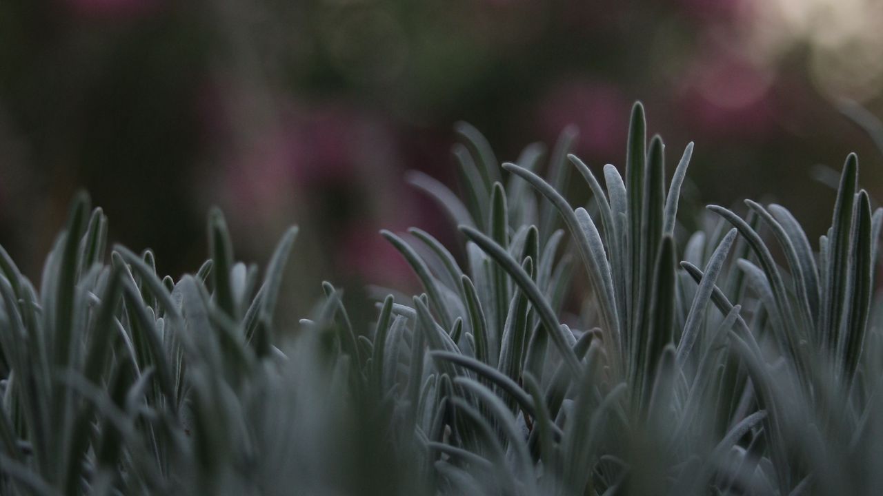 Wallpaper grass, lawn, macro, blur