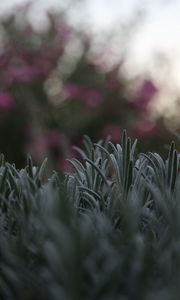 Preview wallpaper grass, lawn, macro, blur