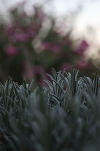 Preview wallpaper grass, lawn, macro, blur
