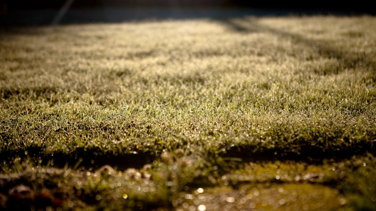 Wallpaper grass, lawn, morning, drops, dew