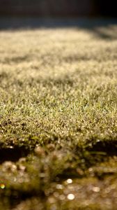 Preview wallpaper grass, lawn, morning, drops, dew